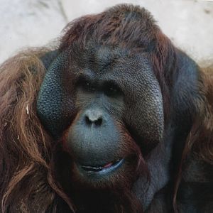 "Boris" the orangutan