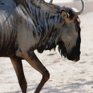 blue wildebeest