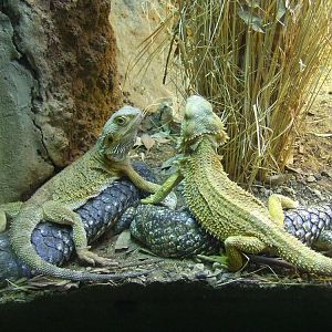 Inland Bearded Dragon & Shingleback Skink mixed-species exhibit, Reptil
