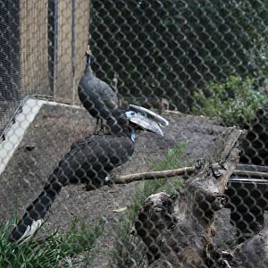 Black-Casqued Hornbill 2-8-09