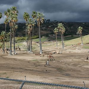 Oryx, Giraffe and Storm 2-8-09