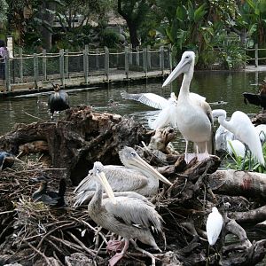 Pink-backed Pelican 2-8-09
