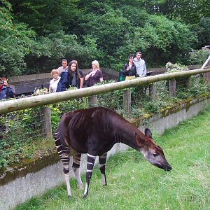 Visitors are watching Elila