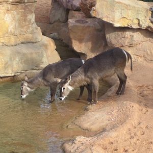 photos before the opening for the general public
