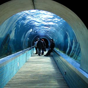 Playa Patagonia exhibit sea lion viewing tunnel at Colchester Zoo, 13 Febru