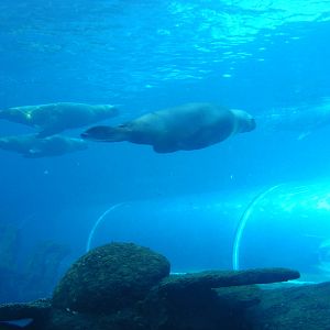 Patagonian sea lions about to swim above the tunnel at Colchester Zoo, 13 F