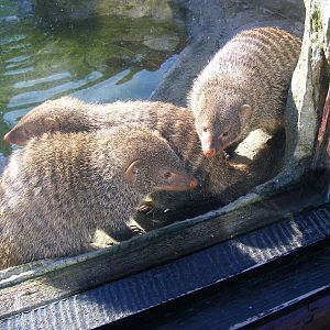 Banded Mongooses in Small Mammals exhibit at Colchester Zoo, 13 February 20