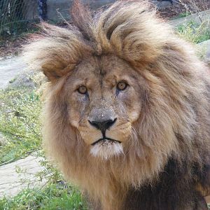 Subu the African Lion in Lion Rock exhibit at Colchester Zoo, 13 February 2