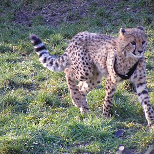 Katavi the cheetah cub in Cheetah Country exhibit at Colchester Zoo, 13 Feb