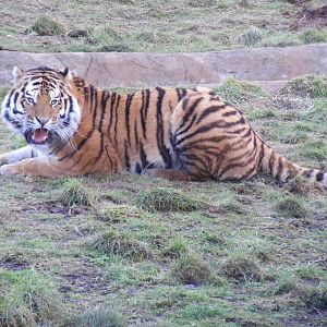 Amur Tiger in Tiger Taiga exhibit at Colchester Zoo, 13 February 2009