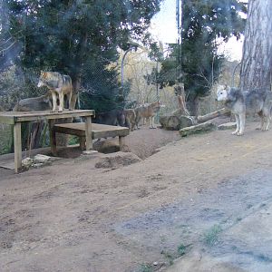 Canadian Timber Wolves in Call of the Wild exhibit at Colchester Zoo, 13 Fe