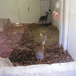 Kirks Dik Diks indoors at Colchester Zoo, 14 February 2009