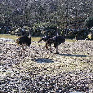 Ostriches in Kingdom of the Wild mixed exhibit at Colchester Zoo, 14 Februa