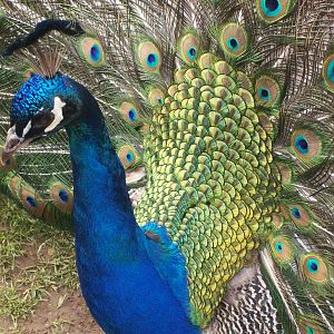 Peacock