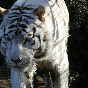 Sasha the white Bengal tiger at Colchester Zoo, 14 February 2009