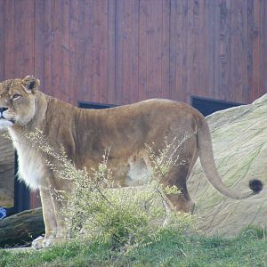Leoni the African Lion in Lion Rock exhibit at Colchester Zoo, 14 February