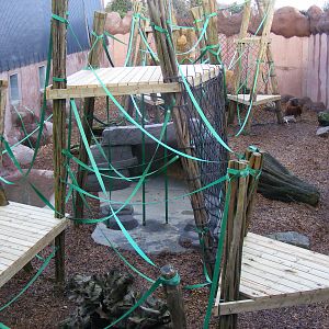 Rajang the Orangutan in Orangutan Forest outdoor exhibit at Colchester Zoo,