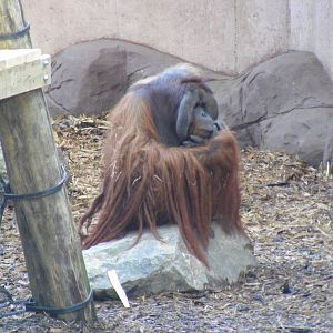 Rajang the Orangutan in Orangutan Forest outdoor exhibit at Colchester Zoo,