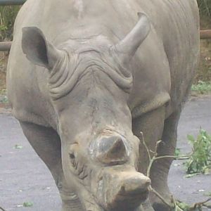 Rhino