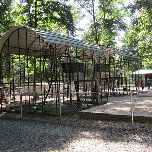 Ring-Tailed Lemur Exhibit