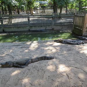 American Alligator Exhibit