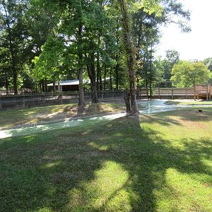 American Alligator Exhibit