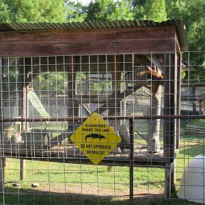 Coati Exhibit