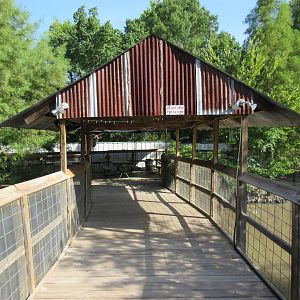 American Alligator Exhibit - Viewing Deck