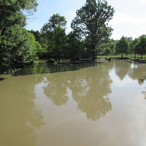 American Alligator Exhibit (with 39 gators)