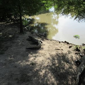 American Alligator Exhibit