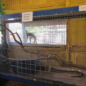 Yellow Anaconda Exhibit