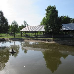 American Alligator Exhibit