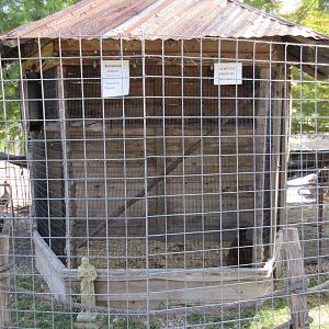Red Ruffed Lemur Exhibit (perhaps 7 feet wide)