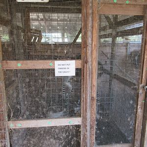 Ring-Tailed Lemur Exhibit (indoor exhibit that is covered with feathers and