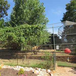 Indochinese Tiger Exhibit (according to sign)