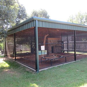 Amur Leopard Exhibit
