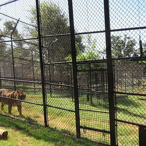 Tiger Exhibit (Sierra - Michael Jackson's old tiger - with a new name)