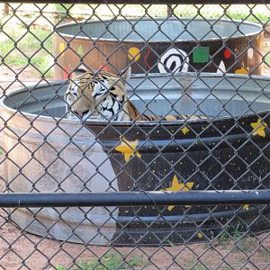 Tiger Exhibit - example of a tiger pool that is found in every enclosure