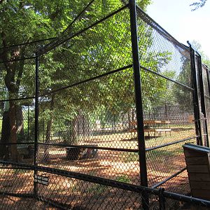 African Lion Exhibit