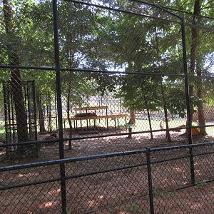 African Lion Exhibit