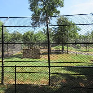 Tiger Exhibit