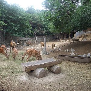 sika deer and David?s Deer