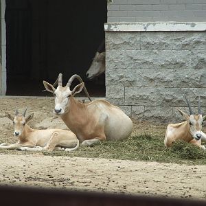 scimitar-horned oryx
