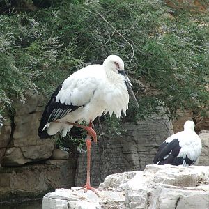 oriental white stork