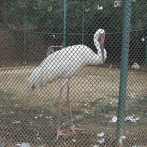 Siberian crane