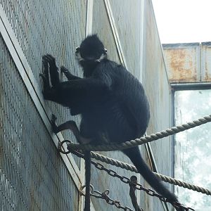 Fran?ois?s Langur with baby