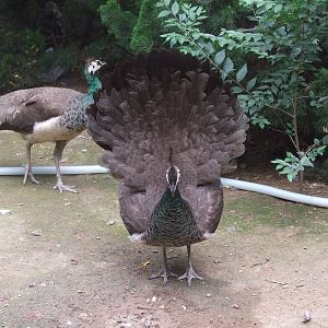 female peafowl displaying