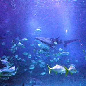 Yantai Whale Shark Aquarium