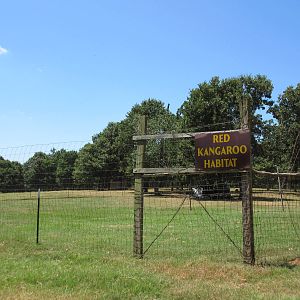 Drive-Through Safari - Red Kangaroo Exhibit