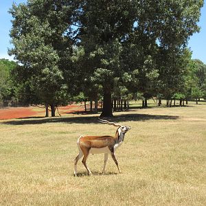 Drive-Through Safari